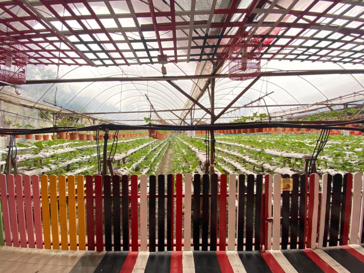Aiza Homestay Opposite Abang Strawberry Taman Sedia Tanah Rata Zewnętrze zdjęcie