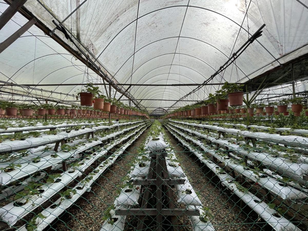 Aiza Homestay Opposite Abang Strawberry Taman Sedia Tanah Rata Zewnętrze zdjęcie